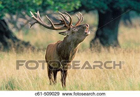 Red Deer, male, (Cervus elaphus). View Large Photo Image Stock Photo - Red Deer, male, (Cervus elaphus).. Fotosearch
