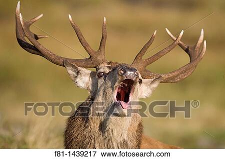 Red deer stag Cervus elaphus roaring during rut, Scotland, October View Large Photo Image Stock Photo - Red deer stag Cervus elaphus roaring during rut, Scotland, October. Fotosearch