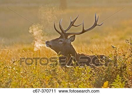 Stock Image - Red Deer Stag (Cervus elaphus). Richmond Park. Surrey. England. Fotosearch