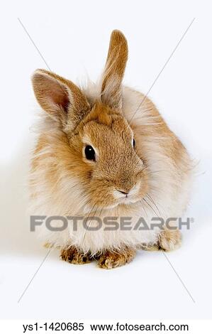 RED DWARF RABBIT AGAINST WHITE BACKGROUND View Large Photo Image Stock Photography - RED DWARF RABBIT AGAINST WHITE BACKGROUND. Fotosearch