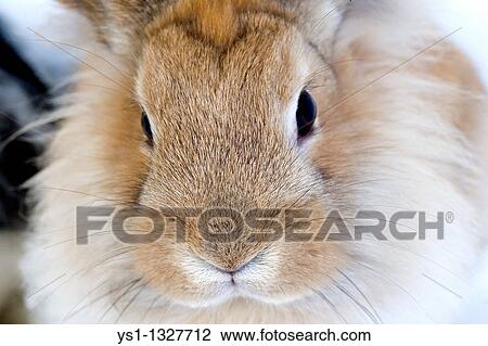 Stock Image - RED DWARF RABBIT, CLOSE-UP OF HEAD. Fotosearch
