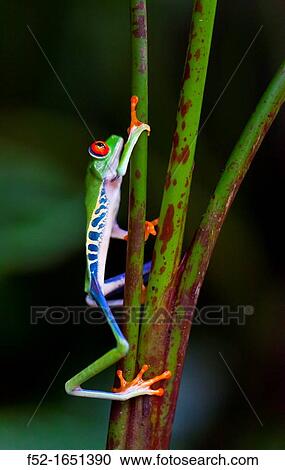 Red-eye Treefrog (Agalychnis callidryas), Costa Rica, Central America View Large Photo Image Stock Image - Red-eye Treefrog (Agalychnis callidryas), Costa Rica, Central America. Fotosearch