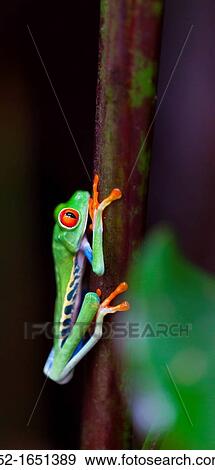Red-eye Treefrog (Agalychnis callidryas), Costa Rica, Central America View Large Photo Image Stock Photo - Red-eye Treefrog (Agalychnis callidryas), Costa Rica, Central America. Fotosearch