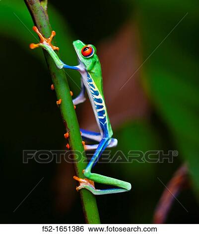 Red-eye Treefrog (Agalychnis callidryas), Costa Rica, Central America View Large Photo Image Stock Photograph - Red-eye Treefrog (Agalychnis callidryas), Costa Rica, Central America. Fotosearch