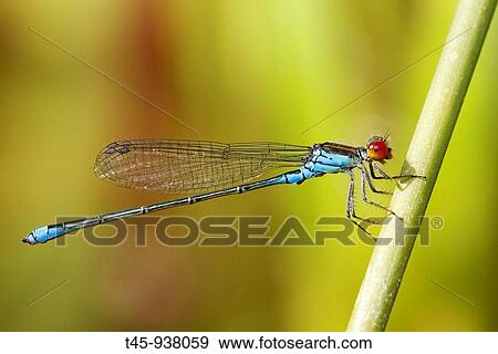 Red-eyed Damselfy (Erythromma najas) View Large Photo Image Stock Photo - Red-eyed Damselfy (Erythromma najas). Fotosearch
