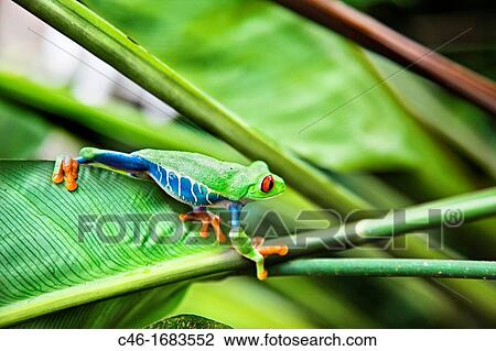 Stock Image - Red eyed tree frog Agalychnis callidryas perched on a tree leaf Tortuguero National park, Limon province, Costa Rica.. Fotosearch