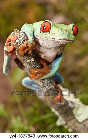 Stock Image - Red-eyed tree frog, Agalychnis callidryas, native to Neotropical rainforests of Central America. Fotosearch