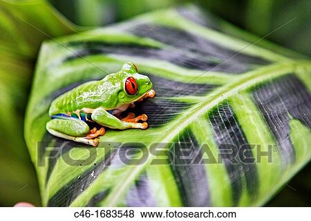 Red eyed tree frog Agalychnis callidryas perched on a tree leaf Tortuguero National park, Limon province, Costa Rica. View Large Photo Image Stock Photo - Red eyed tree frog Agalychnis callidryas perched on a tree leaf Tortuguero National park, Limon province, Costa Rica.. Fotosearch