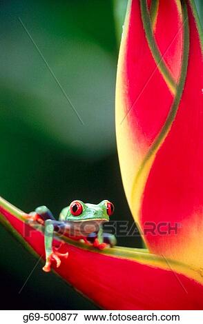 Stock Photo - Red-eyed tree frog (Agalychnis callidryas) on a heliconia. Selva Verde. Costa Rica.. Fotosearch