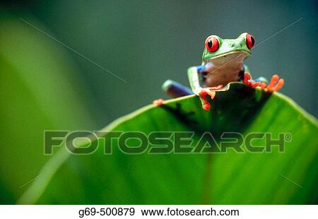 Red-eyed tree frog (Agalychnis callidryas) behind a leaf. Selva Verde. Costa Rica. View Large Photo Image Stock Photo - Red-eyed tree frog (Agalychnis callidryas) behind a leaf. Selva Verde. Costa Rica.. Fotosearch