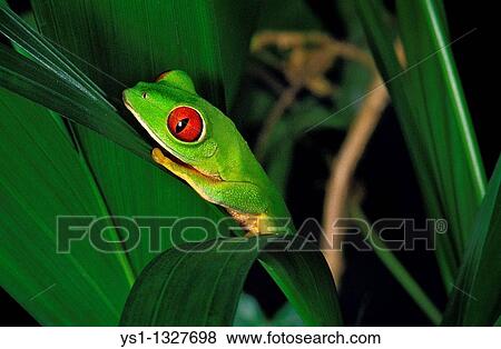 Stock Photo - RED-EYED TREE FROG agalychnis callidryas, ADULT STANDING ON LEAF. Fotosearch