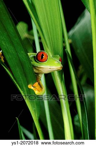 Stock Photo - Red-Eyed Tree Frog, agalychnis callidryas, Head emerging from Leaves, Pantanal. Fotosearch
