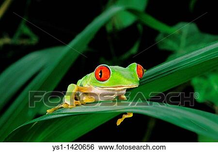 Stock Photograph - RED-EYED TREE FROG agalychnis callidryas, ADULT STANDING ON LEAF. Fotosearch