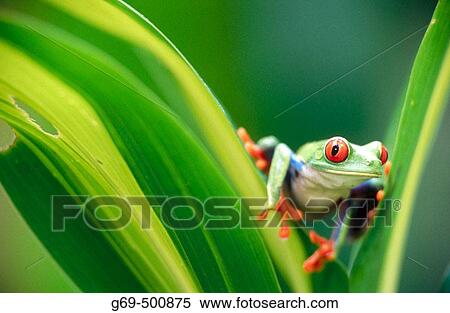 Red-eyed tree frog (Agalychnis callidryas) looking at me between some leaves. Selva Verde. Costa Rica. View Large Photo Image Stock Photography - Red-eyed tree frog (Agalychnis callidryas) looking at me between some leaves. Selva Verde. Costa Rica.. Fotosearch