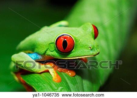 Red eyed tree frog (Agalychnis callidryas) perched on a tree leaf. Tortuguero National park, Limon province, Costa Rica View Large Photo Image Stock Photography - Red eyed tree frog (Agalychnis callidryas) perched on a tree leaf. Tortuguero National park, Limon province, Costa Rica. Fotosearch