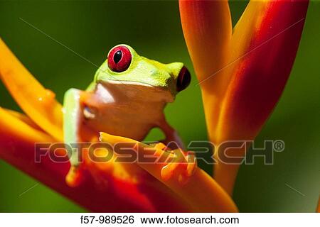 Red-eyed Tree frog, Costa Rica View Large Photo Image Stock Photograph - Red-eyed Tree frog, Costa Rica. Fotosearch
