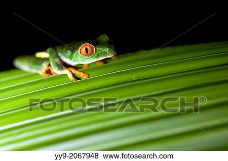 Stock Photo - Red-eyed Tree Frog - La Laguna del Lagarto Lodge - Boca Tapada, San Carlos, Costa Rica.. Fotosearch
