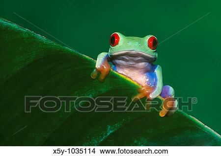Red-eyed Treefrog Agalychnis callidryas View Large Photo Image Picture - Red-eyed Treefrog Agalychnis callidryas. Fotosearch