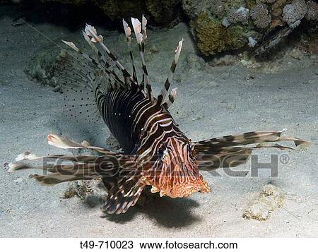 Red firefish (Pterois volitans) View Large Photo Image Stock Image - Red firefish (Pterois volitans). Fotosearch