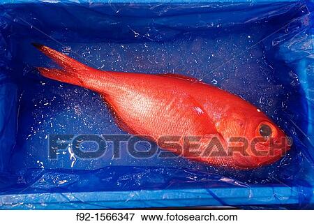 Red fish View Large Photo Image Stock Photo - Red fish. Fotosearch