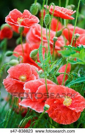 Red Flanders Poppies. Papaver rhoeas. View Large Photo Image Stock Image - Red Flanders Poppies. Papaver rhoeas.. Fotosearch
