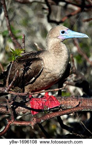 Red Footed Booby on Galapagos Islands View Large Photo Image Stock Photo - Red Footed Booby on Galapagos Islands. Fotosearch
