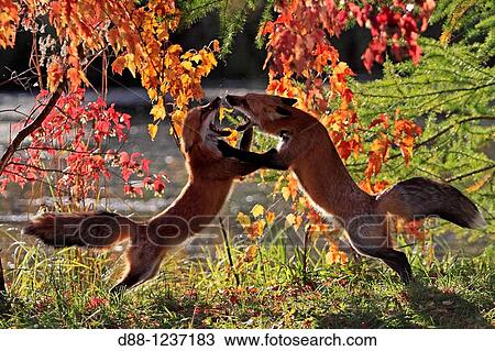 Red Fox Adult Vulpes vulpes Order: Carnivora Family: Canidae. View Large Photo Image Stock Image - Red Fox Adult Vulpes vulpes Order: Carnivora Family: Canidae.. Fotosearch