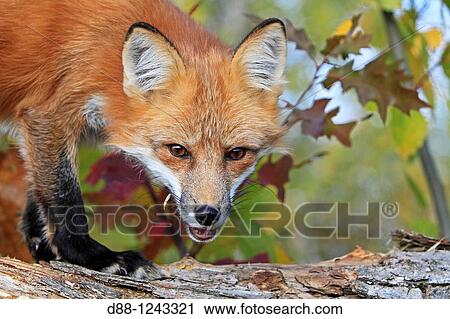 Stock Image - Red Fox Adult Vulpes vulpes Order: Carnivora Family: Canidae.. Fotosearch