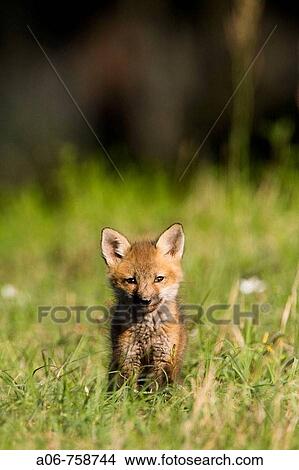 Red Fox cub (Vulpes vulpes) View Large Photo Image Picture - Red Fox cub (Vulpes vulpes). Fotosearch