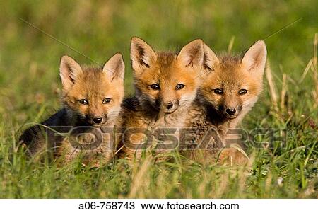 Red Fox cubs (Vulpes vulpes) View Large Photo Image Stock Image - Red Fox cubs (Vulpes vulpes). Fotosearch