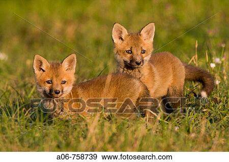Red Fox cubs (Vulpes vulpes) View Large Photo Image Stock Photo - Red Fox cubs (Vulpes vulpes). Fotosearch