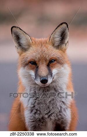 Red Fox. Friendly. Waiting patiently. Vertical. Fairfax Staiton, Virginia USA. View Large Photo Image Stock Photo - Red Fox. Friendly. Waiting patiently. Vertical. Fairfax Staiton, Virginia USA.. Fotosearch