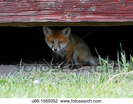 Red Fox Gnesta Sodermanland Sweden. View Large Photo Image Stock Image - Red Fox Gnesta Sodermanland Sweden.. Fotosearch