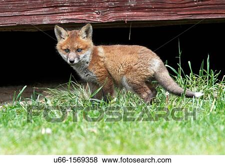 Red Fox Gnesta Sweden. View Large Photo Image Stock Photo - Red Fox Gnesta Sweden.. Fotosearch