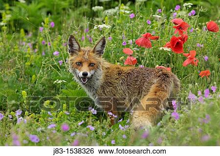 Red Fox in flowering meadow with poppies, Vulpes vulpes, Monti Sibillini National Park, Umbria, Italy View Large Photo Image Stock Photograph - Red Fox in flowering meadow with poppies, Vulpes vulpes, Monti Sibillini National Park, Umbria, Italy. Fotosearch