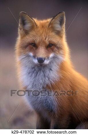 Red fox portrait in early spring. Lively. Ontario. Canada. View Large Photo Image Stock Image - Red fox portrait in early spring. Lively. Ontario. Canada.. Fotosearch