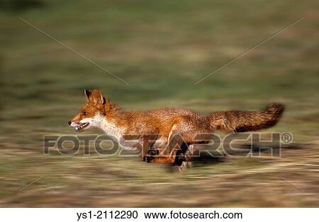 Red Fox, vulpes vulpes, Adult running, Normandy. View Large Photo Image Stock Image - Red Fox, vulpes vulpes, Adult running, Normandy.. Fotosearch