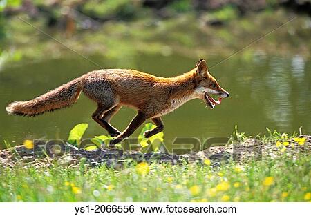 Stock Photograph - Red Fox, vulpes vulpes, Adult running, Normandy.. Fotosearch