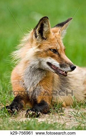 Red fox Vulpes vulpes Adult showing little fear loafing on cottage lawn View Large Photo Image Stock Image - Red fox Vulpes vulpes Adult showing little fear loafing on cottage lawn. Fotosearch