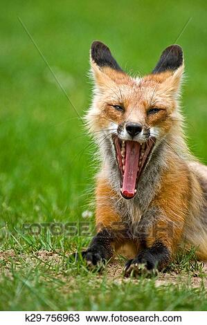 Red fox Vulpes vulpes Adult showing little fear loafing on cottage lawn View Large Photo Image Stock Image - Red fox Vulpes vulpes Adult showing little fear loafing on cottage lawn. Fotosearch