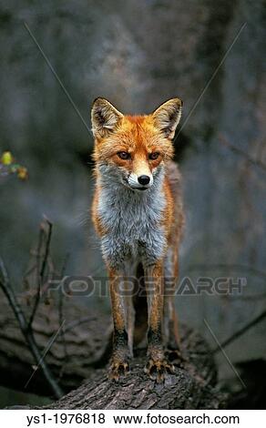 Red Fox, vulpes vulpes, Adult standing on Branch, looking around. View Large Photo Image Stock Photo - Red Fox, vulpes vulpes, Adult standing on Branch, looking around.. Fotosearch