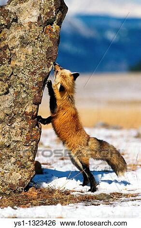 RED FOX vulpes vulpes, ADULT STANDING ON HIND LEGS, CANADA View Large Photo Image Stock Photograph - RED FOX vulpes vulpes, ADULT STANDING ON HIND LEGS, CANADA. Fotosearch