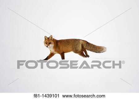 Red fox Vulpes vulpes adult walking across snow, Norway, March 2008 View Large Photo Image Stock Image - Red fox Vulpes vulpes adult walking across snow, Norway, March 2008. Fotosearch