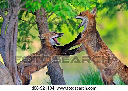 Red Fox (Vulpes vulpes), adults fighting View Large Photo Image Picture - Red Fox (Vulpes vulpes), adults fighting. Fotosearch