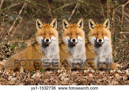 Red Fox, vulpes vulpes, Adults laying on Fallen Leaves, Digital Composite View Large Photo Image Stock Photograph - Red Fox, vulpes vulpes, Adults laying on Fallen Leaves, Digital Composite. Fotosearch