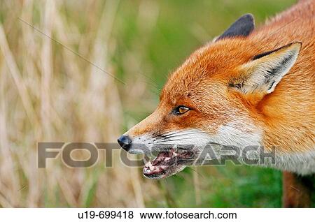 Red fox Vulpes vulpes baring its teeth View Large Photo Image Stock Photo - Red fox Vulpes vulpes baring its teeth. Fotosearch