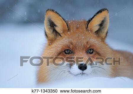 Red Fox (Vulpes vulpes), Captive, Norway, February 2010 View Large Photo Image Stock Image - Red Fox (Vulpes vulpes), Captive, Norway, February 2010. Fotosearch