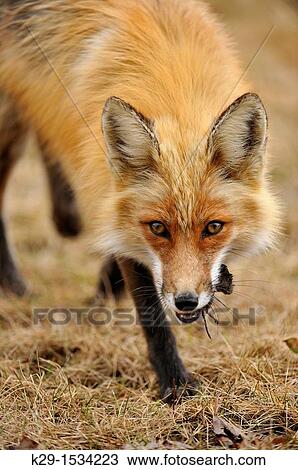 Red fox Vulpes vulpes Carrying meadow vole prey View Large Photo Image Stock Image - Red fox Vulpes vulpes Carrying meadow vole prey. Fotosearch
