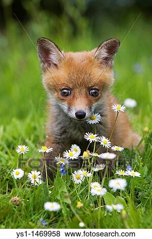 Red Fox, vulpes vulpes, Cub sitting with Daisies, Normandy View Large Photo Image Stock Photo - Red Fox, vulpes vulpes, Cub sitting with Daisies, Normandy. Fotosearch