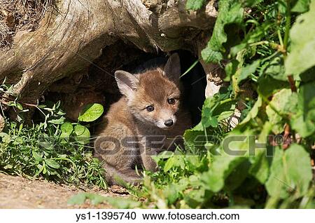 Stock Image - Red Fox, vulpes vulpes, Cub standing at Den Entrance, Normandy. Fotosearch
